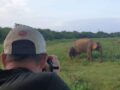 Sri Lanka: Elefanter, hvaler, strandhop & nytårs-ceremoni i te-plantagen